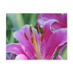 Pink Lilies  Postcard