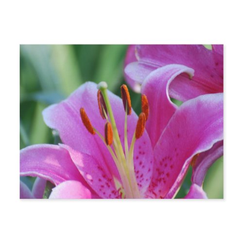 Pink Lilies  Postcard