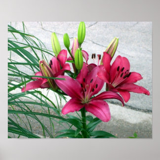 Pink Lilies Poster