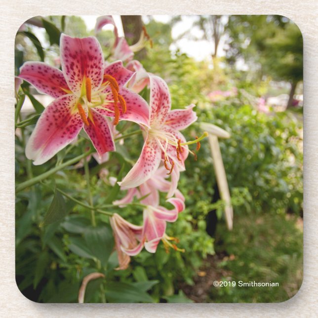 Pink Lillies Beverage Coaster (Front)