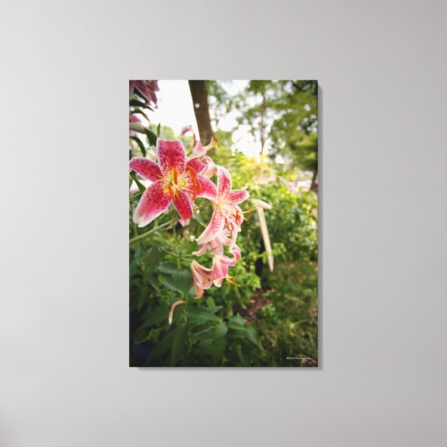 Pink Lillies Canvas Print (Front)