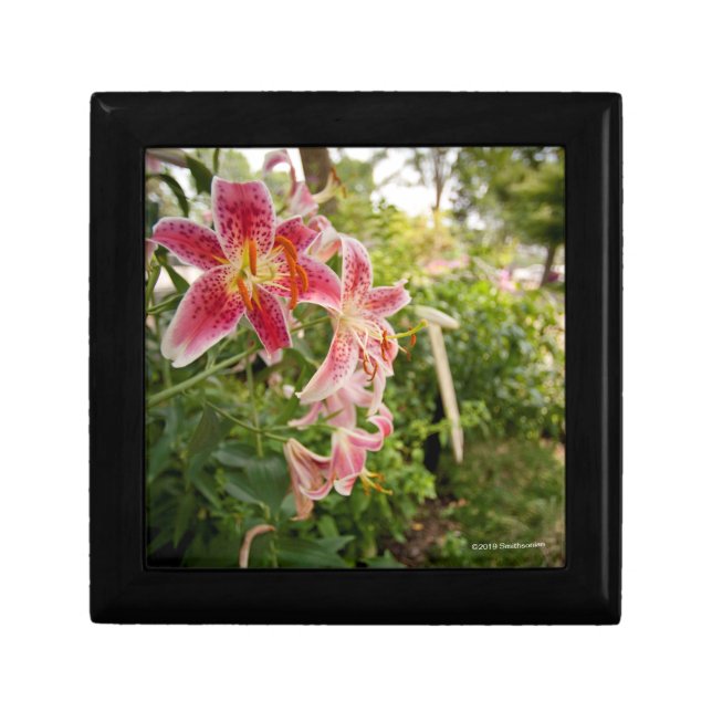Pink Lillies Gift Box (Front)
