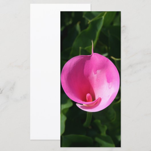 Pink lily (Front/Back)