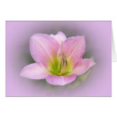 Pink Lily (Front Horizontal)