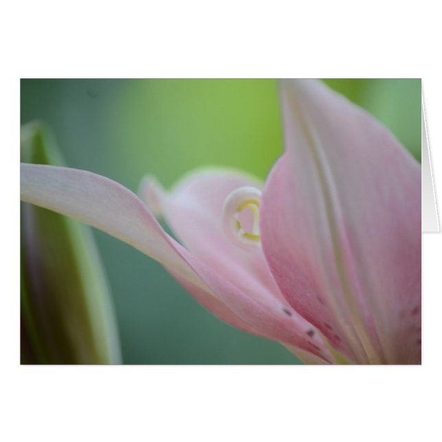 Pink Lily by Shirley Taylor Cards (Front Horizontal)