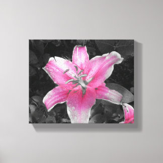 Pink Lily Canvas Print