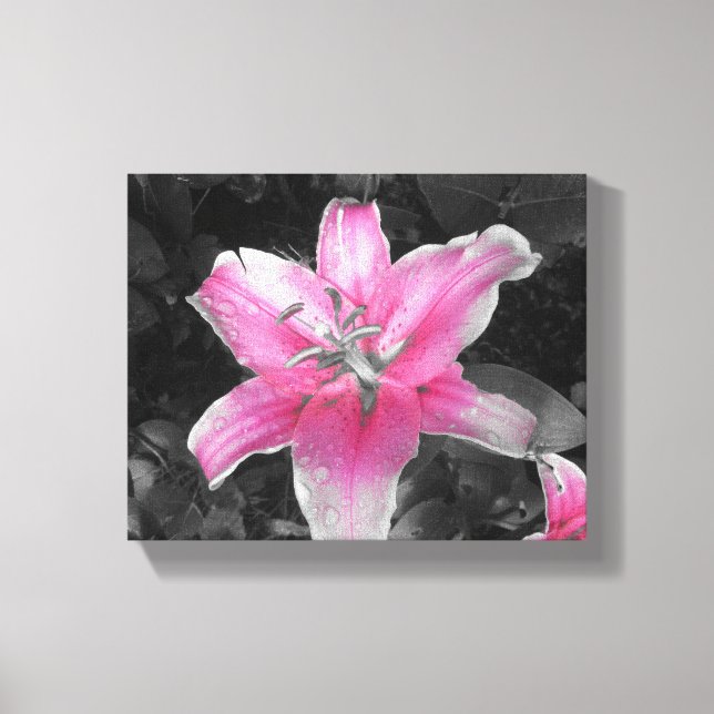 Pink Lily Canvas Print (Front)