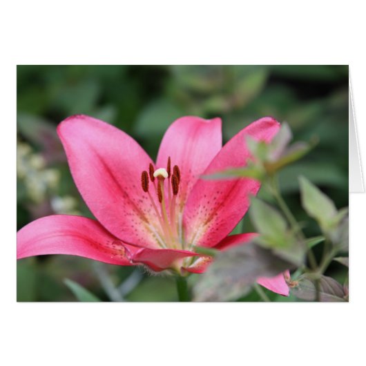 Pink Lily Cards (Front Horizontal)