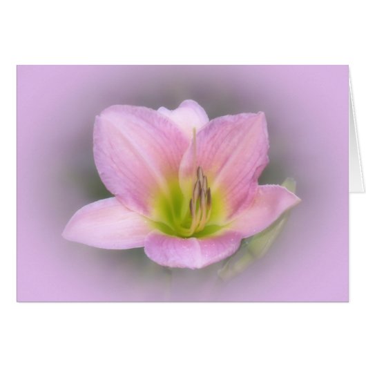 Pink Lily Cards (Front Horizontal)