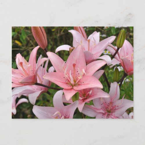 Pink lily floral beauty       postcard