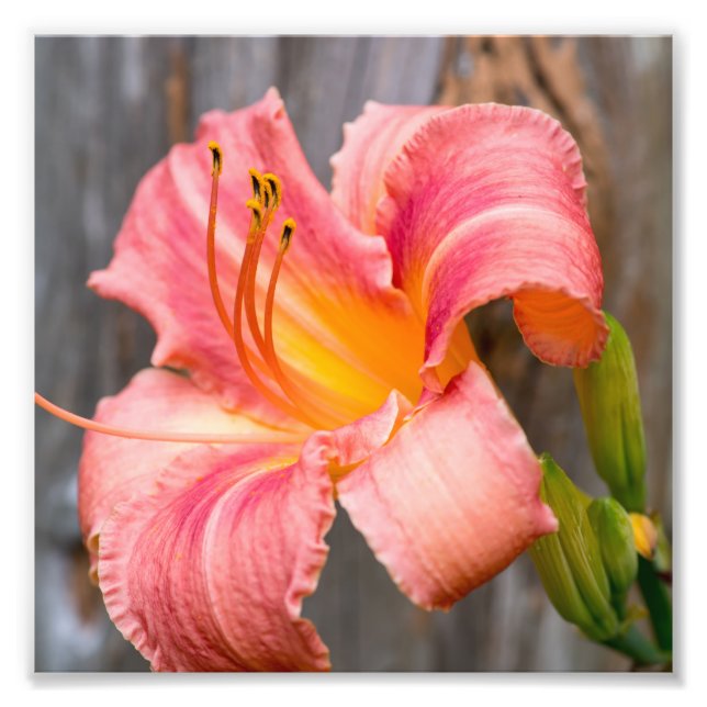 Pink Lily Flower Close up Photo Print (Front)