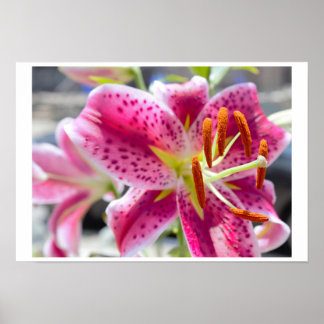 Pink Lily Flower Photo Poster