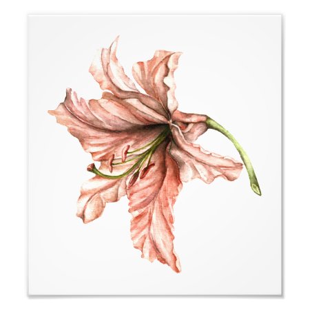 Pink Lily Flower Photo Print