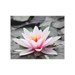 Pink Lily Flower with black background  Canvas Print