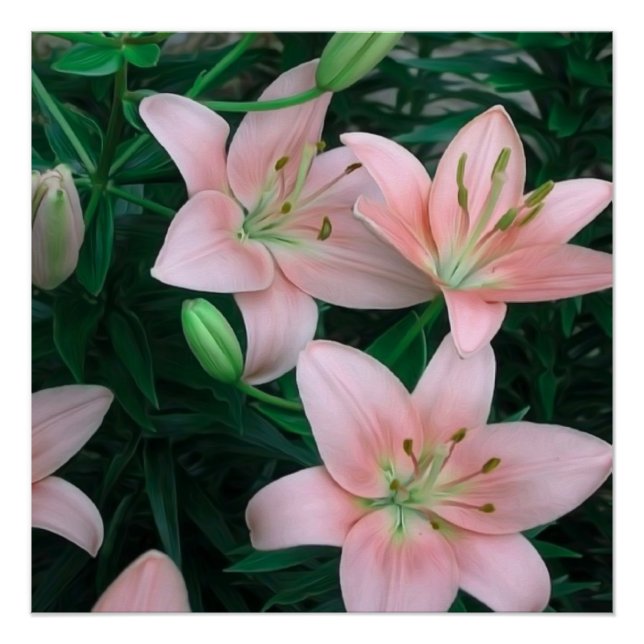 Pink Lily Flowers Glossy Poster (Front)