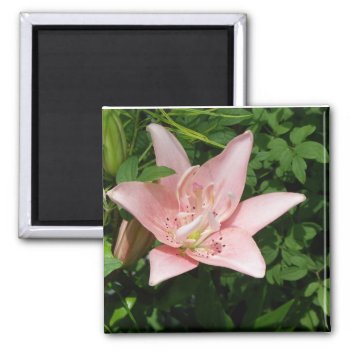 Pink Lily Magnet by FloralZoom at Zazzle