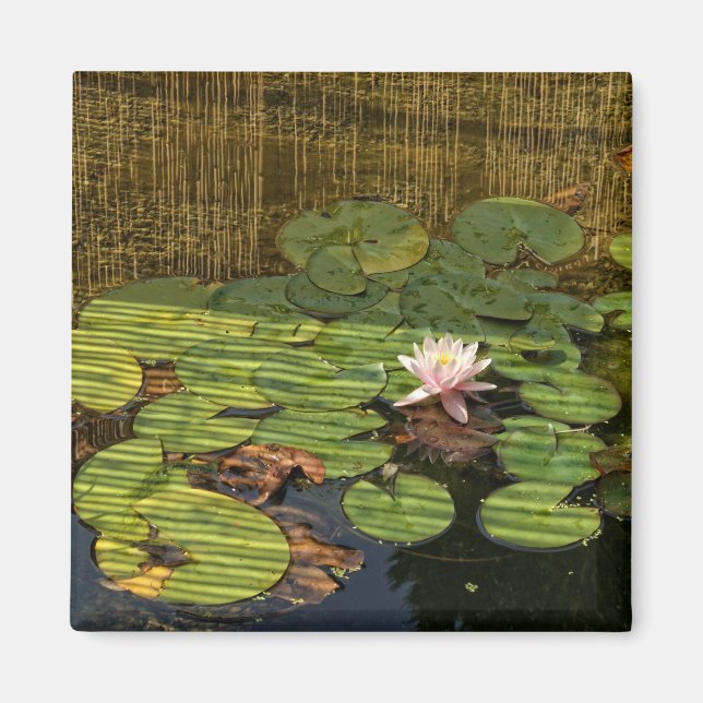 pink lily magnet (Front)