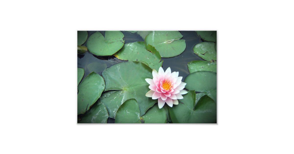 Pink Lily Pad Flower on Pond Photographic Print | Zazzle.com