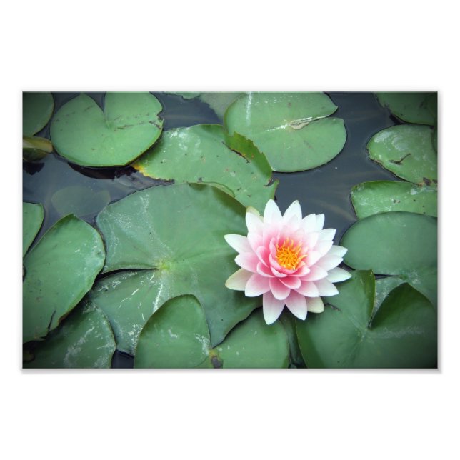 Pink Lily Pad Flower on Pond Photographic Print (Front)