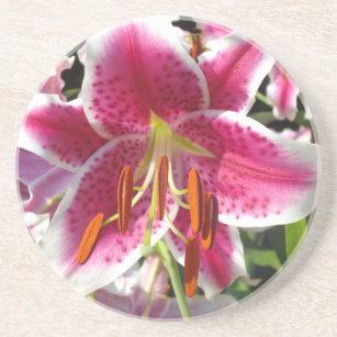 Pink lily pink floral pink flower tropical flower coaster