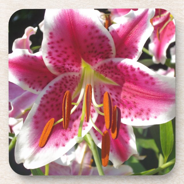Pink lily pink floral pink flower tropical flower drink coaster (Front)