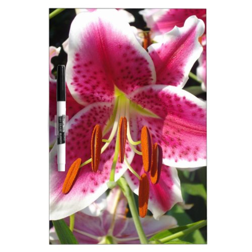 Pink lily pink floral pink flower tropical flower Dry_Erase board