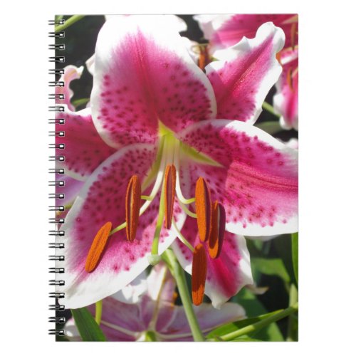 Pink lily pink floral pink flower tropical flower notebook