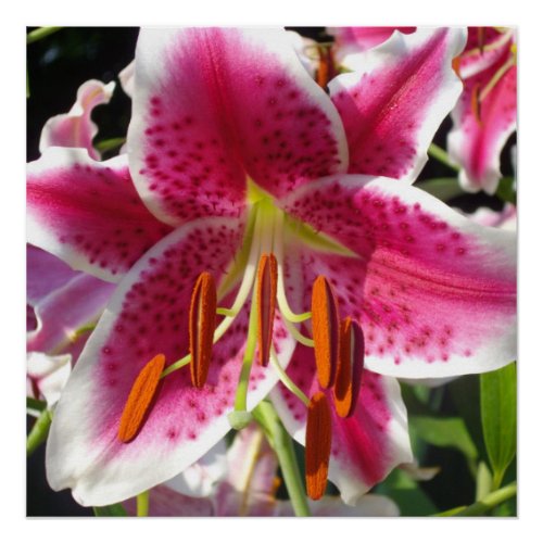 Pink lily pink floral pink flower tropical flower poster