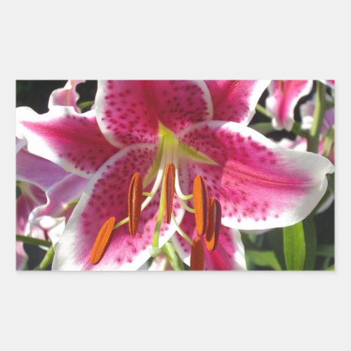 Pink lily pink floral pink flower tropical flower rectangular sticker