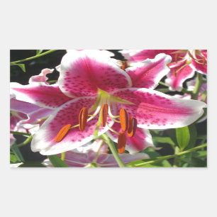 Pink lily pink floral pink flower tropical flower rectangular sticker