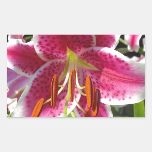 Pink lily pink floral pink flower tropical flower rectangular sticker