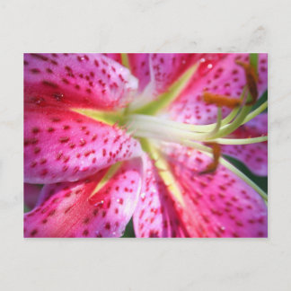 Pink Lily Postcard