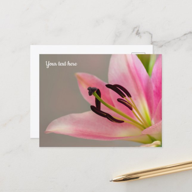 Pink Lily Postcard (Front/Back In Situ)