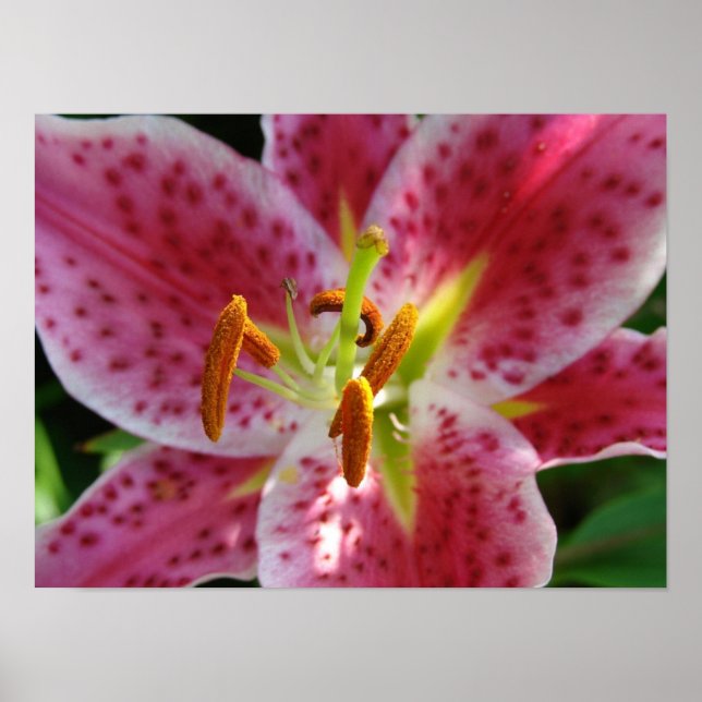 Pink Lily Poster (Front)