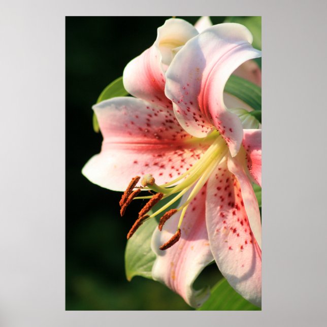 Pink Lily! Poster (Front)