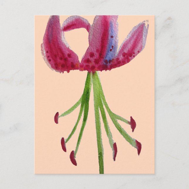 Pink Lily watercolour modern flower floral art Postcard (Front)