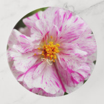 Pink Lined Portulaca Trinket Tray