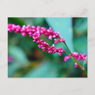 Pink Little Flowers Post Card