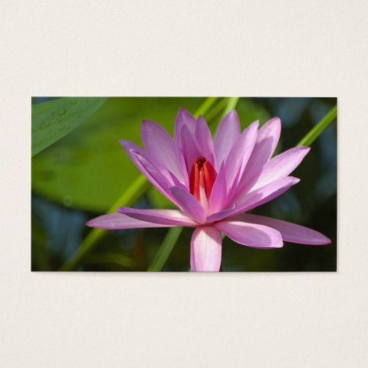 Pink lotus (Front)