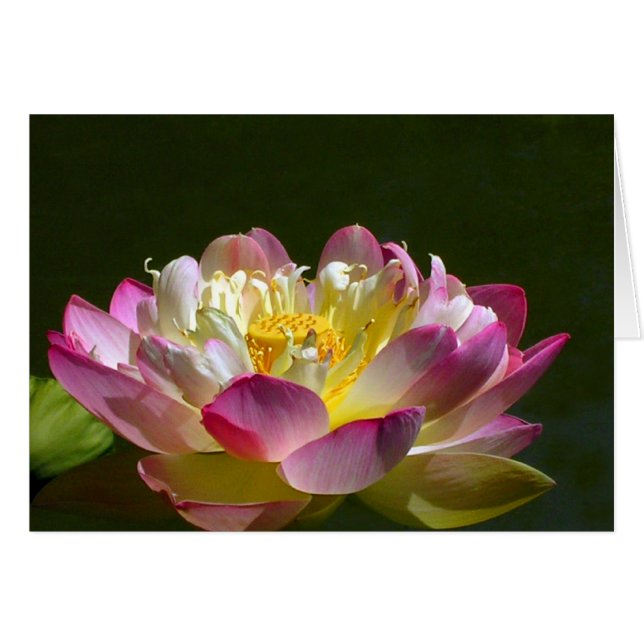 Pink Lotus (Front Horizontal)
