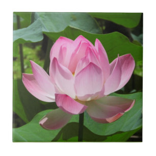 Pink Lotus Bloom Ceramic Tile