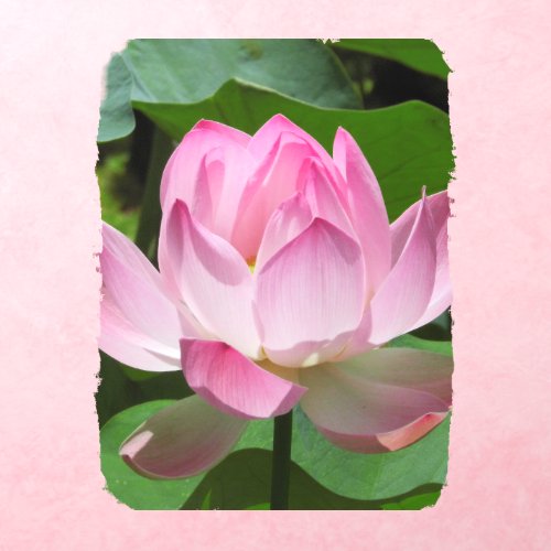 Pink Lotus Bloom Wall Decal