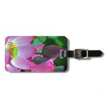 Pink Lotus Blossoms