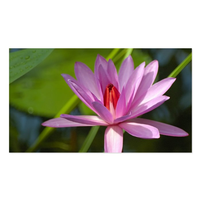 Pink lotus business card