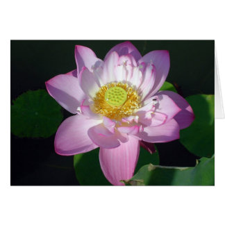 Pink Lotus Cards
