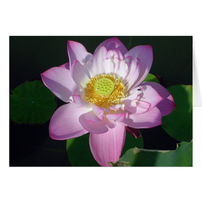 Pink Lotus Cards (Front Horizontal)