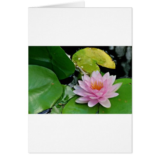 Pink Lotus Cards (Front)