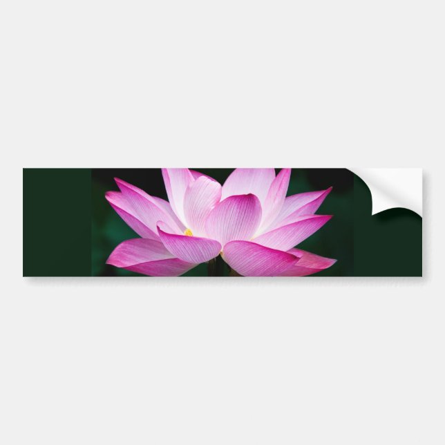 Pink Lotus Flower Bumper Sticker (Front)