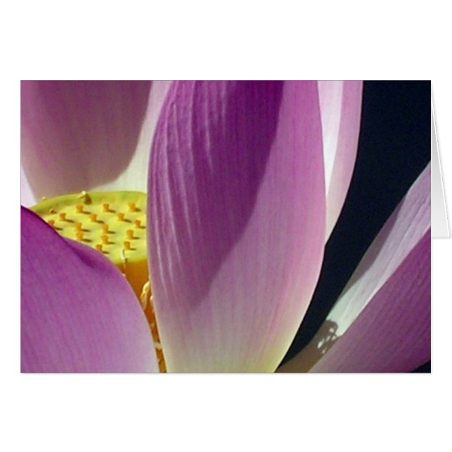 Pink Lotus Flower Cards (Front Horizontal)