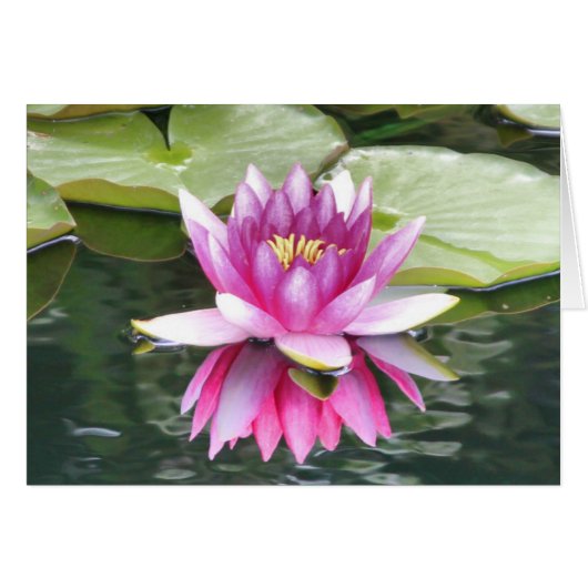 Pink Lotus Flower Cards (Front Horizontal)